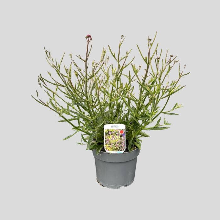 Verbena bon. Lollipop