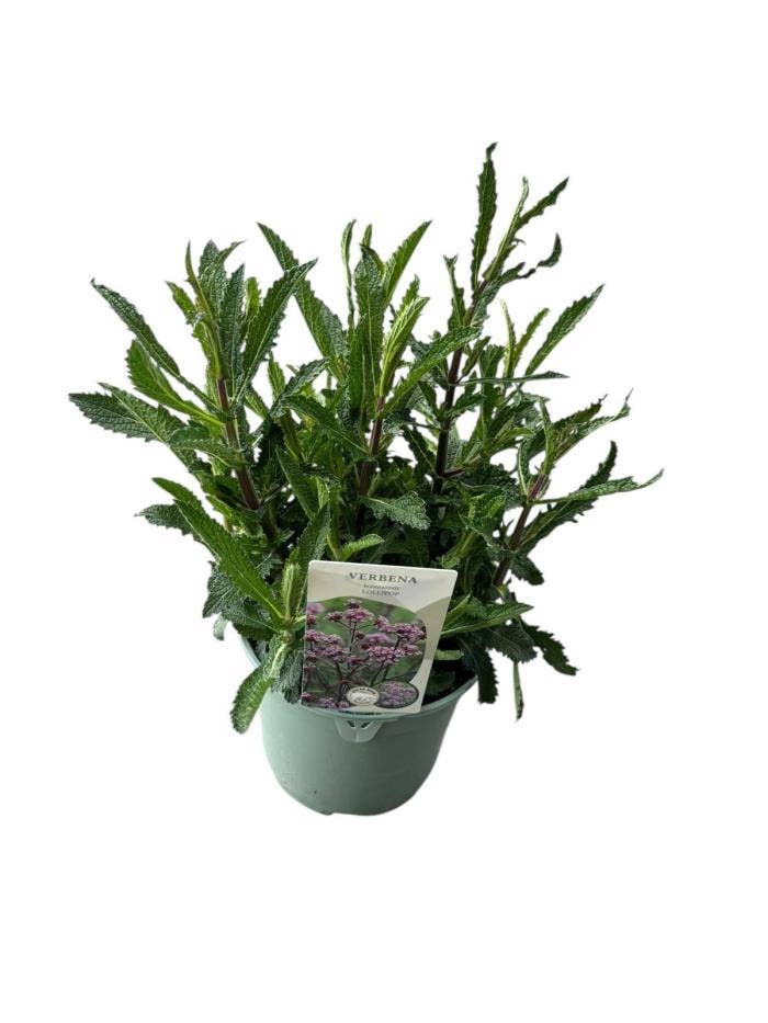 Verbena Bonariensis 'Lollipop'