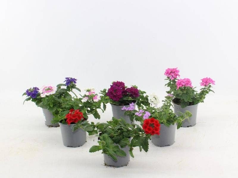 Verbena gemengd - mix per laag