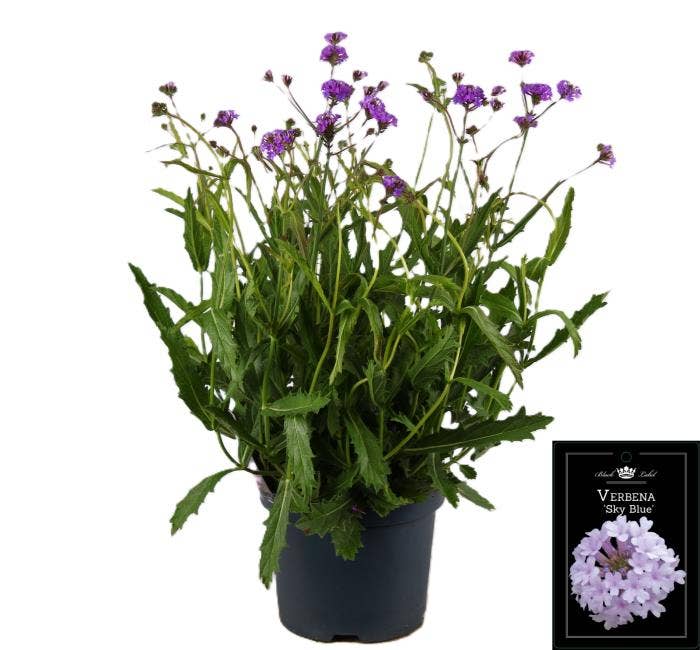 Verbena rig. 'Polaris Sky Blue'