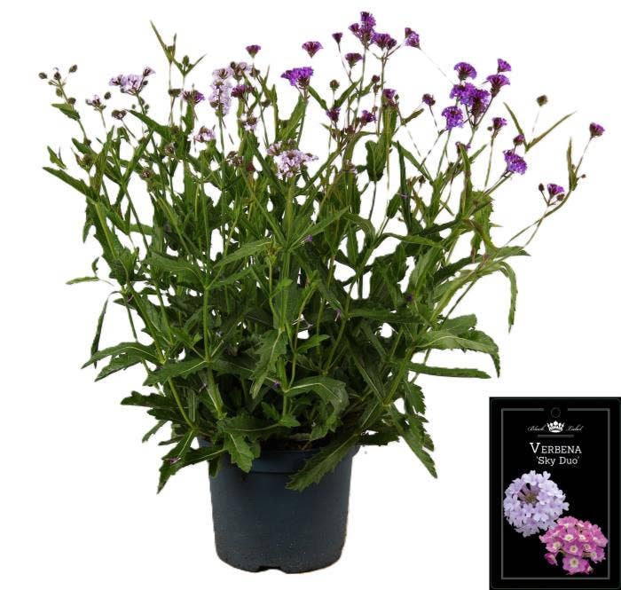 Verbena rig. 'Polaris Sky Duo'
