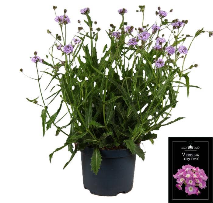 Verbena rig. 'Polaris Sky Lila'