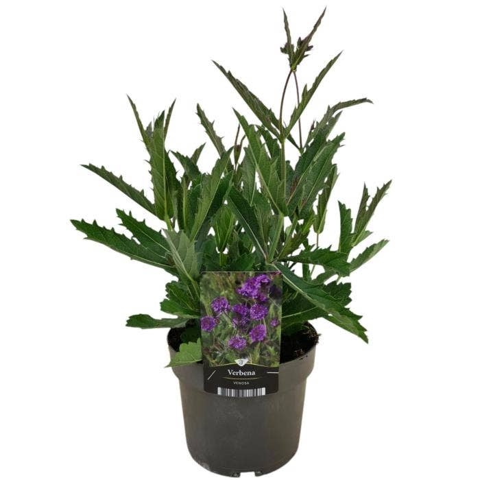 Verbena rigida 'Sky Blue'