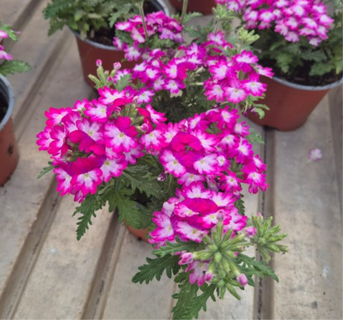 Verbena Twotone