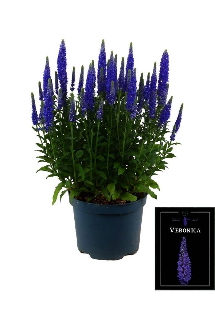 Veronica Candella Blue