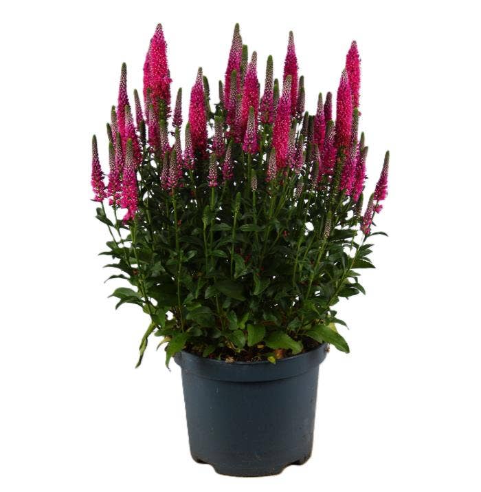 Veronica Candella Pink