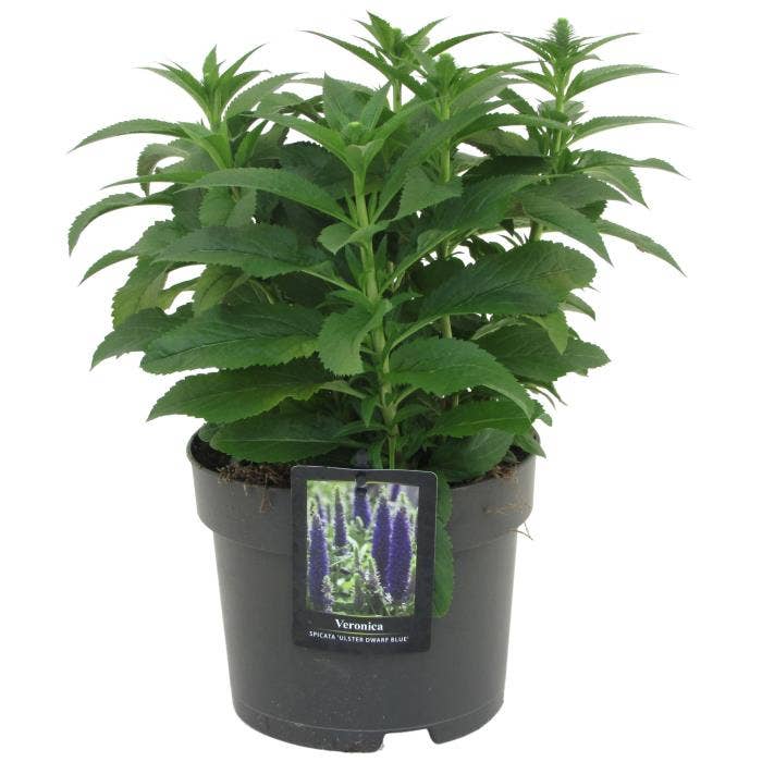 Veronica spi. 'Ulster Dwarf Blue'