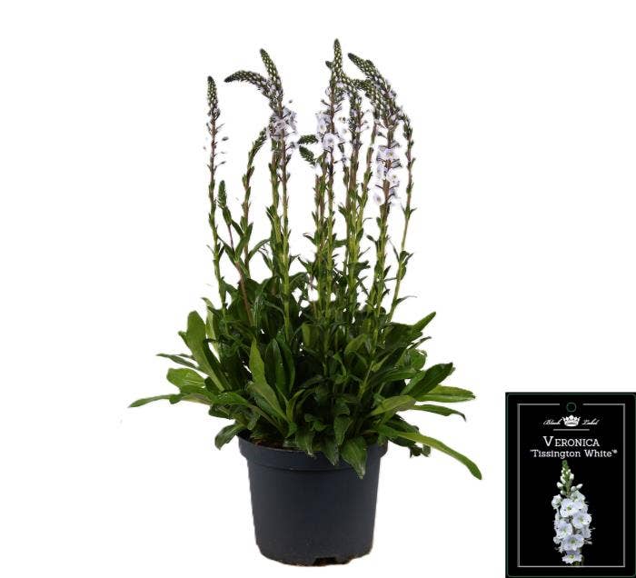 Veronica 'Tissington White'