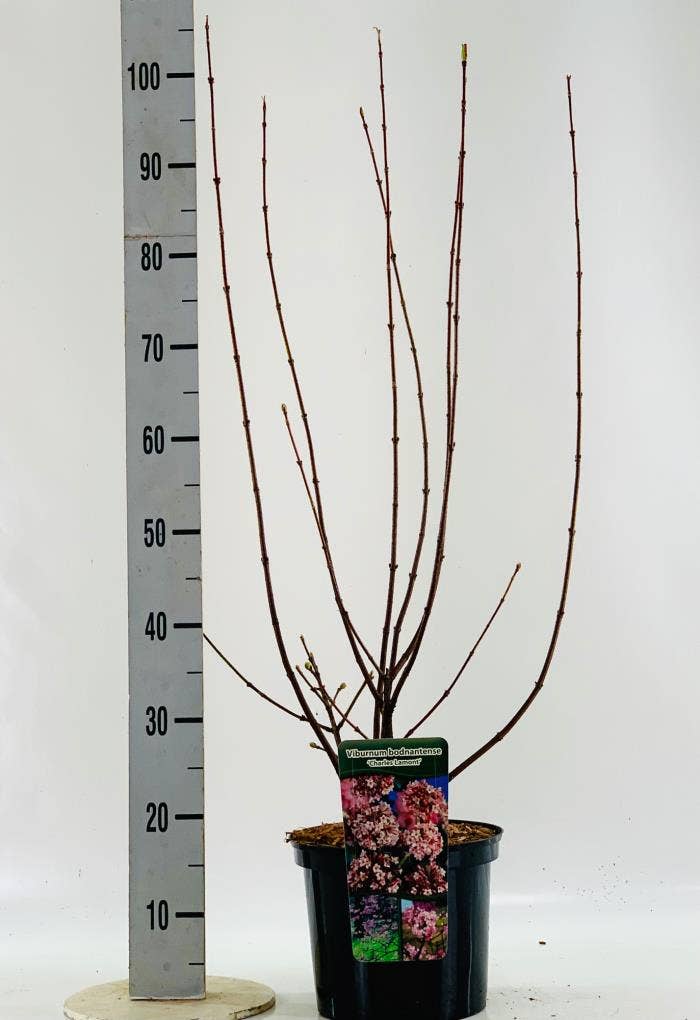 Viburnum bod. 'Charles Lamont'