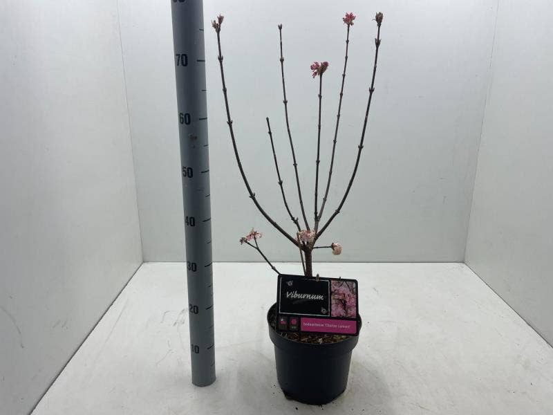 Viburnum bod. 'Charles Lamont'