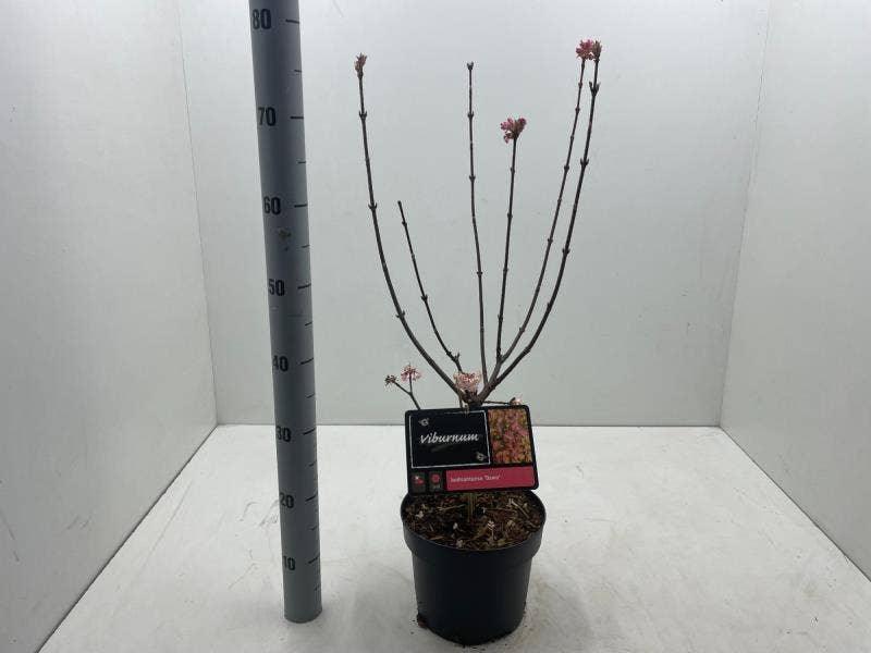 Viburnum bod. 'Dawn'