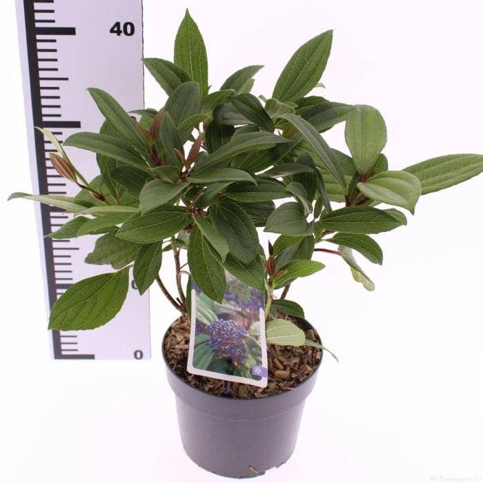 Viburnum davidii