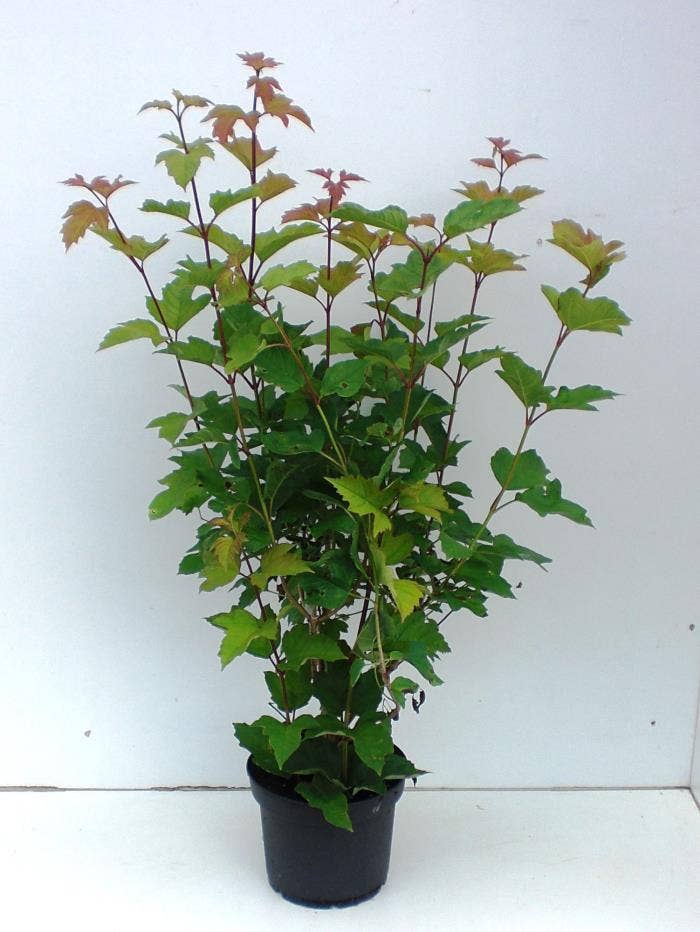Viburnum opu. 'Roseum'