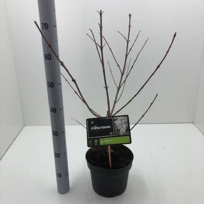 Viburnum plic. 'Grandiflorum'