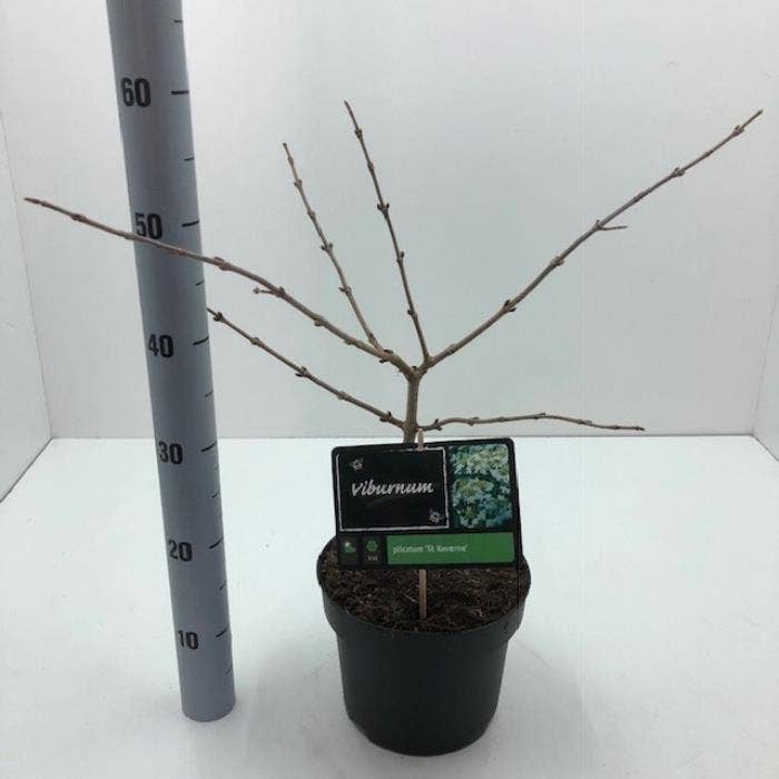 Viburnum plic. 'St Keverne'
