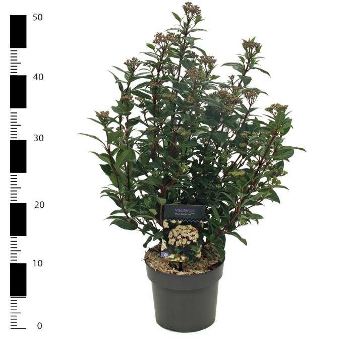 Viburnum tin. 'Ladybird'