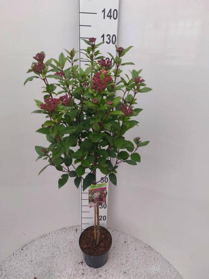 Viburnum tin. 'Spirit'