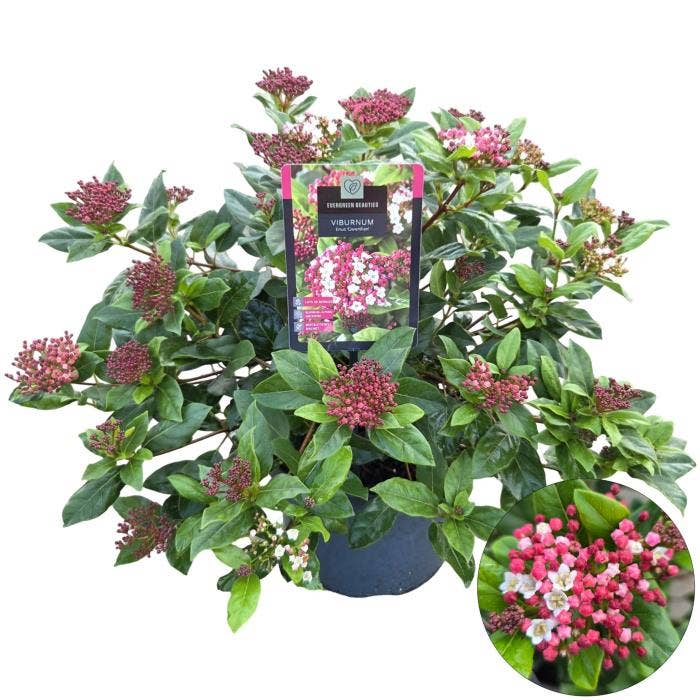 Viburnum tinus 'Gwenllian'