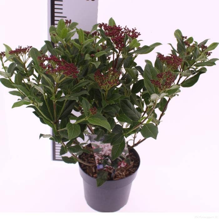 Viburnum tinus 'Gwenllian'