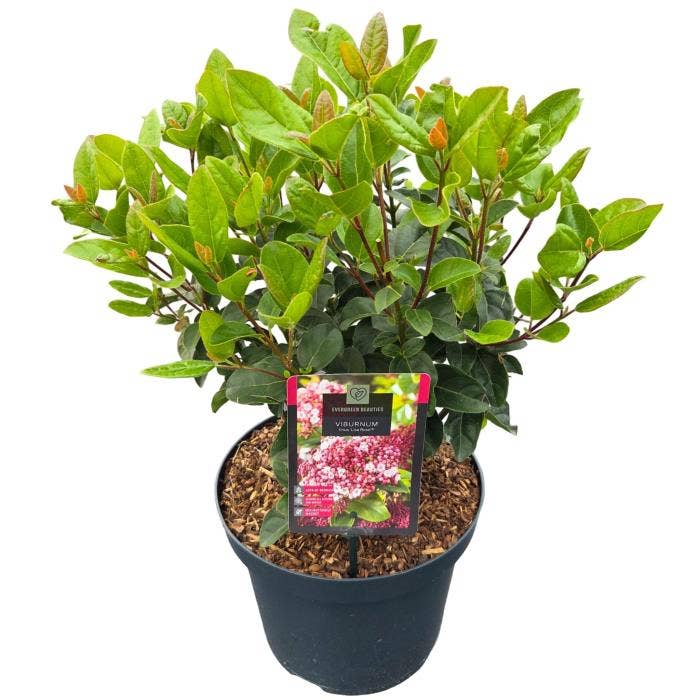 Viburnum tinus 'Lisa Rose'