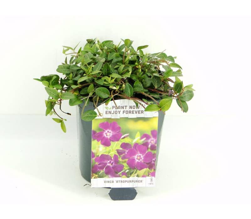 Vinca minor 'Atropurpurea'