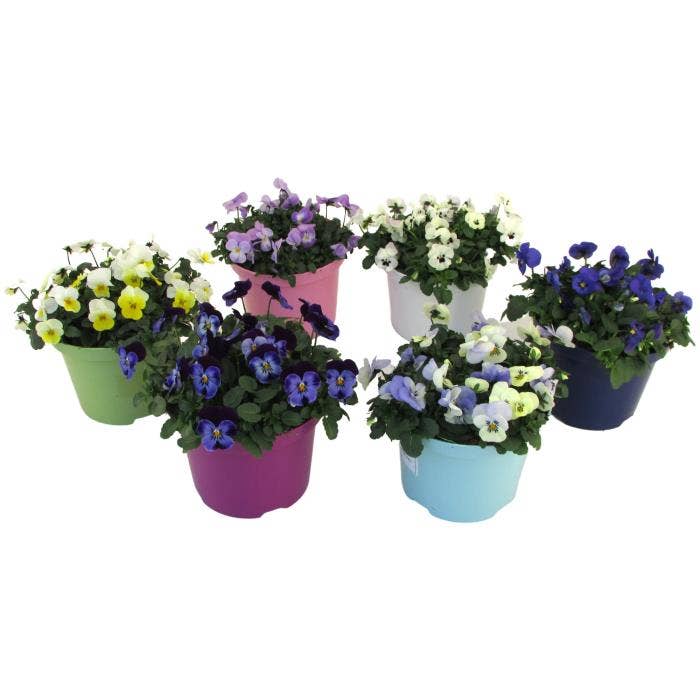 Viola Cor. Ton Sur Ton