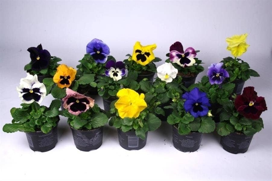 Viola F1