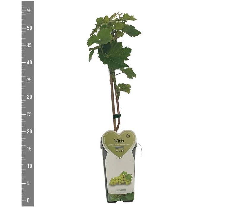 Vitis vin. 'Witte van der Laan'