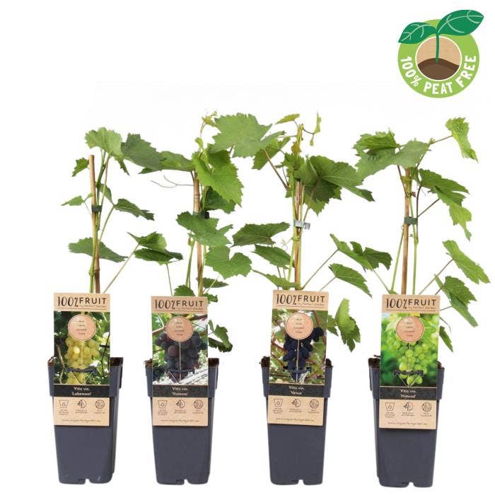 Vitis vinifera(pitloos)