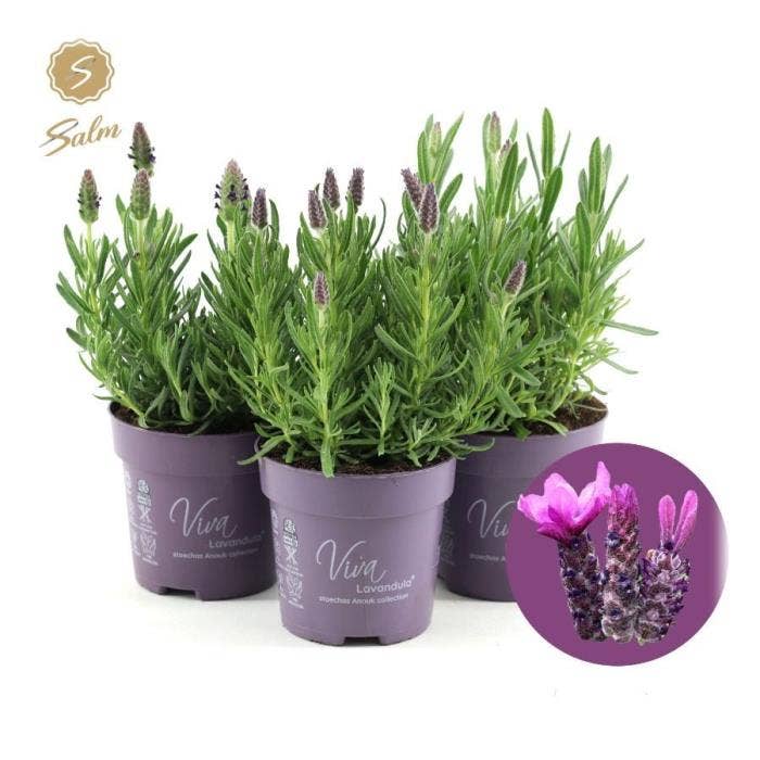 Viva Lavandula st. 'Anouk'