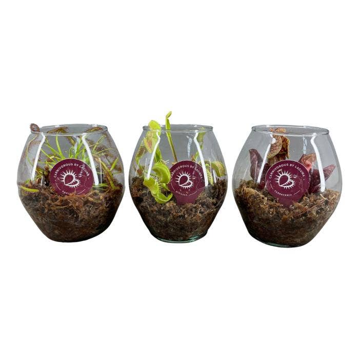 Vleesetende planten mix in glasbol