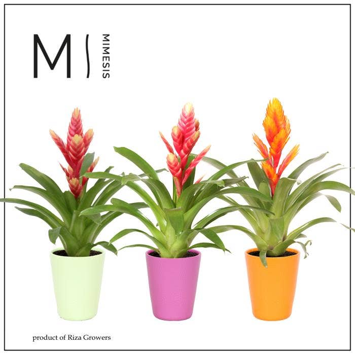 Vriesea Cupcake in Florence