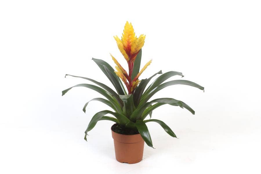 Vriesea 'Energy' (basic)