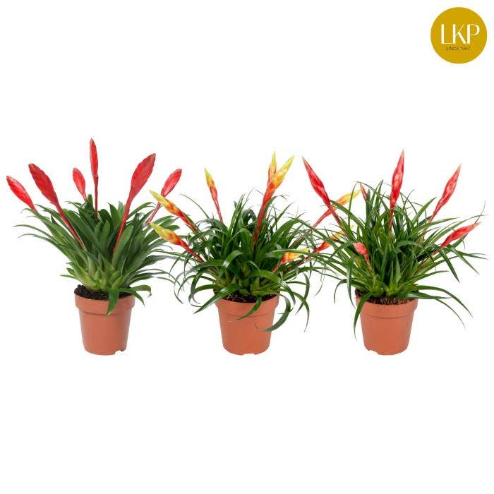 Vriesea Multiflower