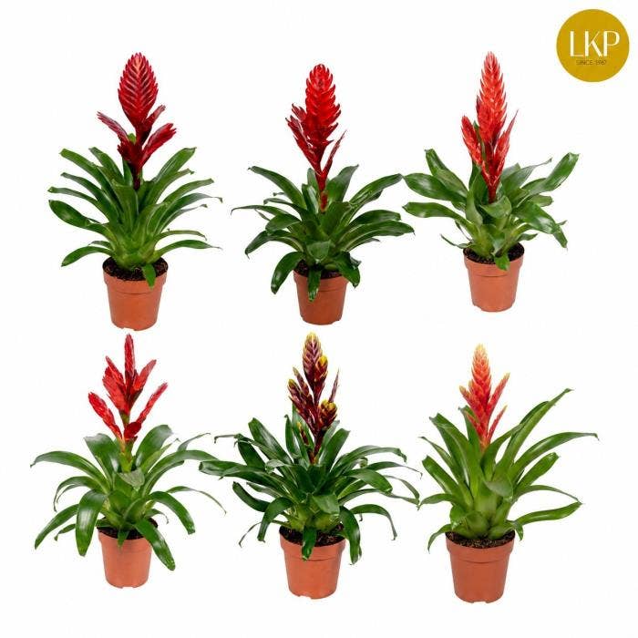 Vriesea Sensation