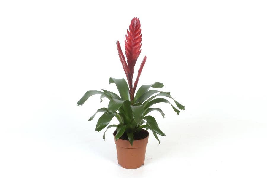 Vriesea 'Style' (basic)