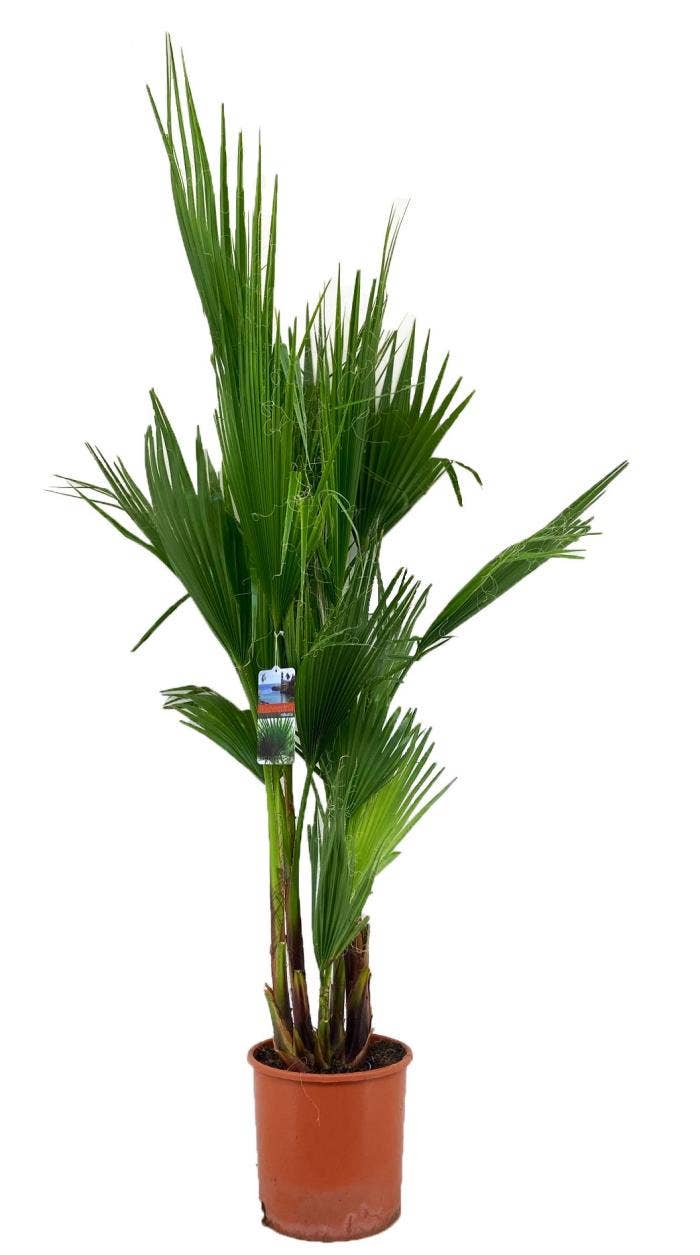 Washingtonia robusta