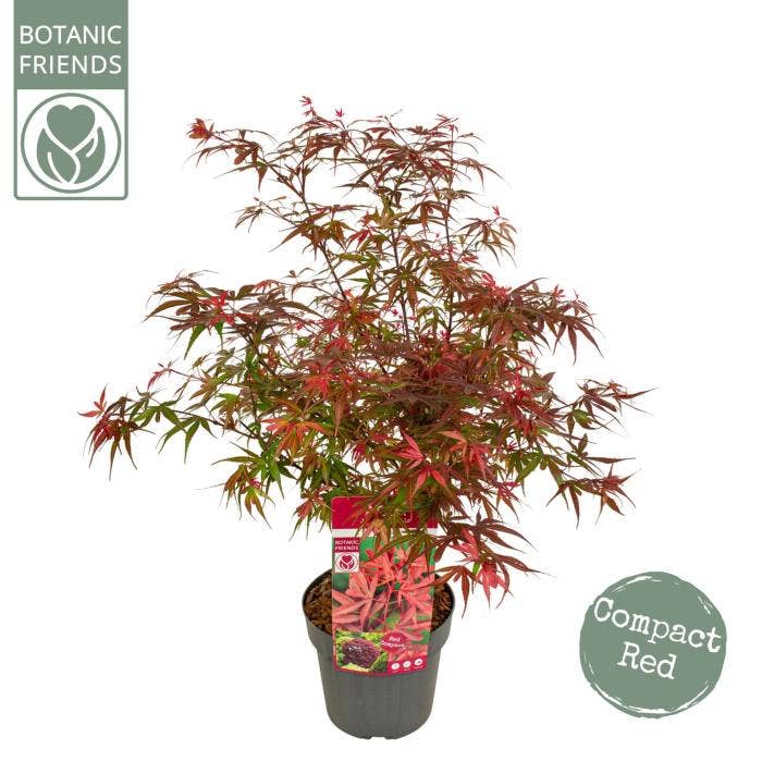 Acer pal. 'Shaina'