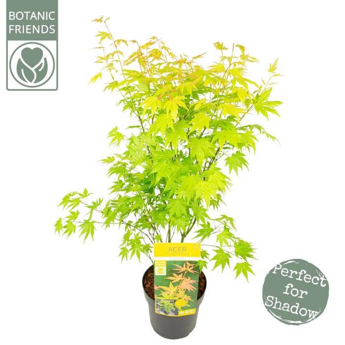 Acer pal. 'Orange Dream'