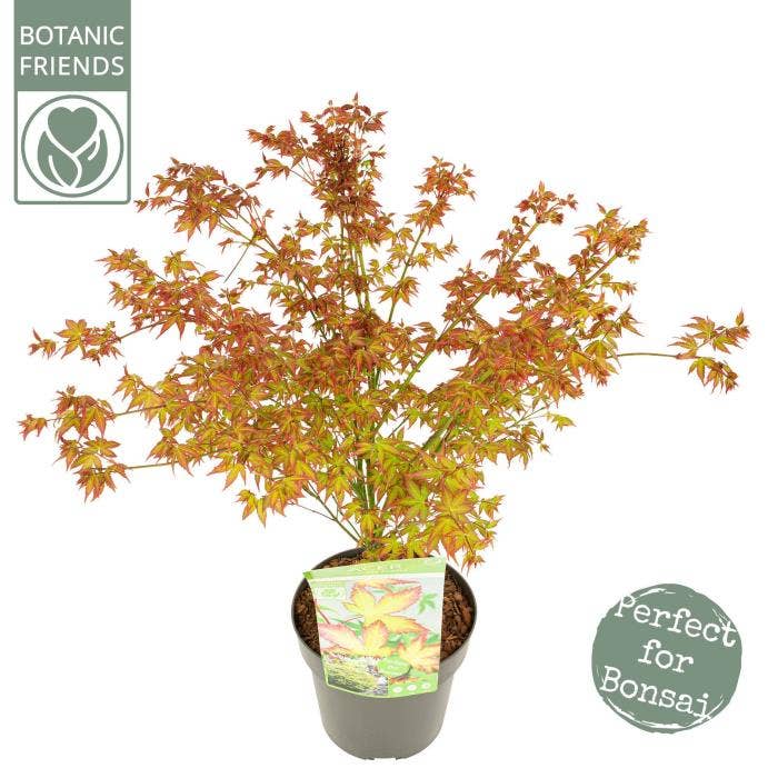 Acer pal. 'Little Princess'