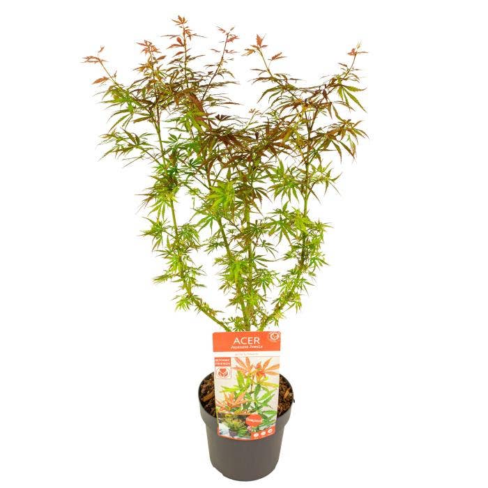 Acer pal. 'Jerre Schwartz'