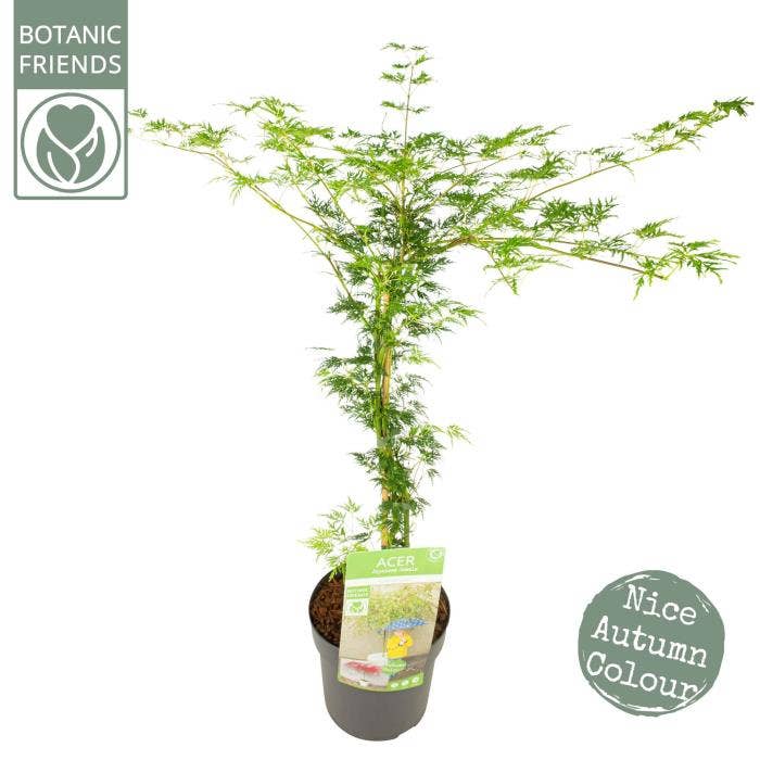 Acer pal. 'Emerald Lace'