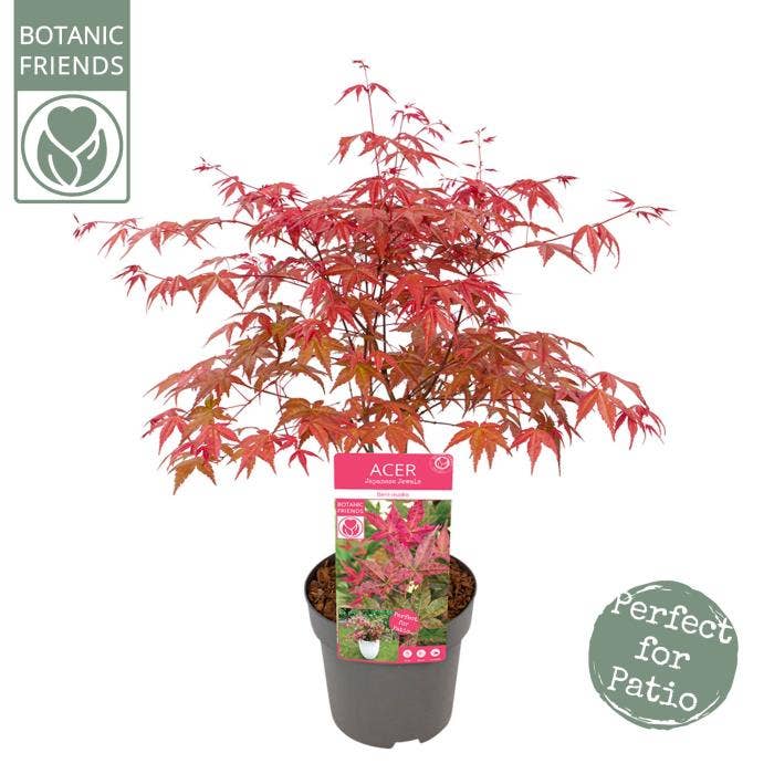 Acer pal. 'Beni-maiko'