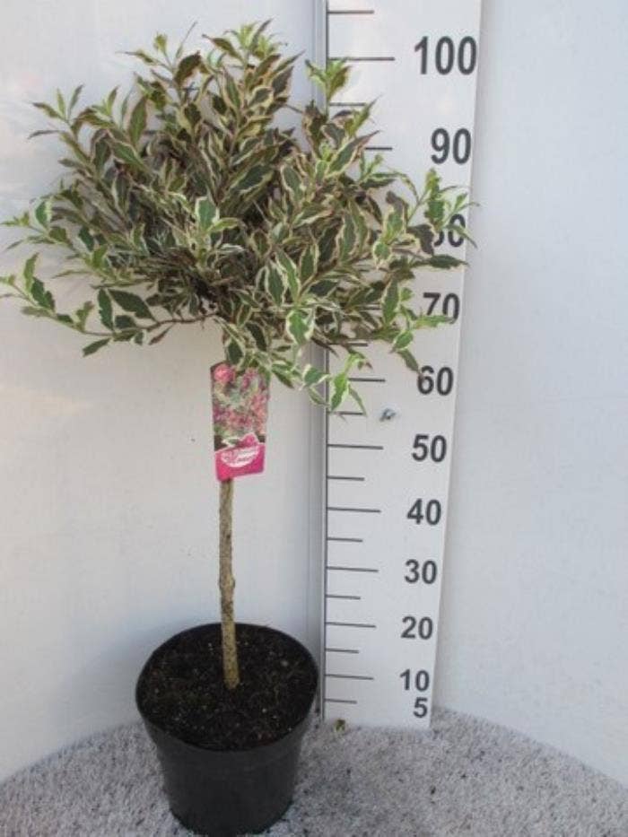 Weigela flo. 'All Summer Monet'