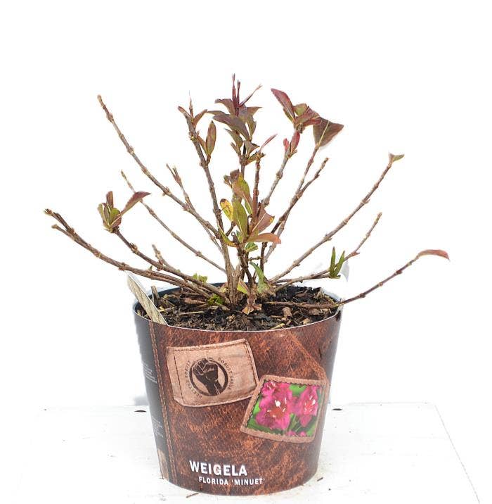 Weigela flo. 'Minuet'