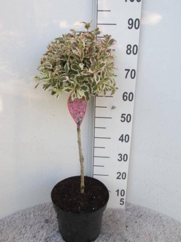 Weigela flo. 'Monet'