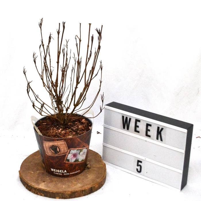 Weigela flo. 'Nana Variegata'