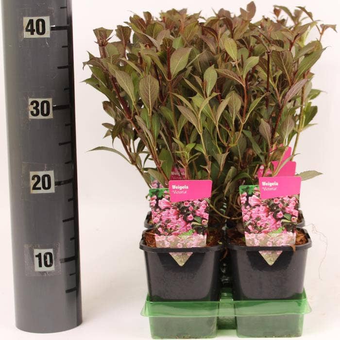 Weigela 'Victoria'