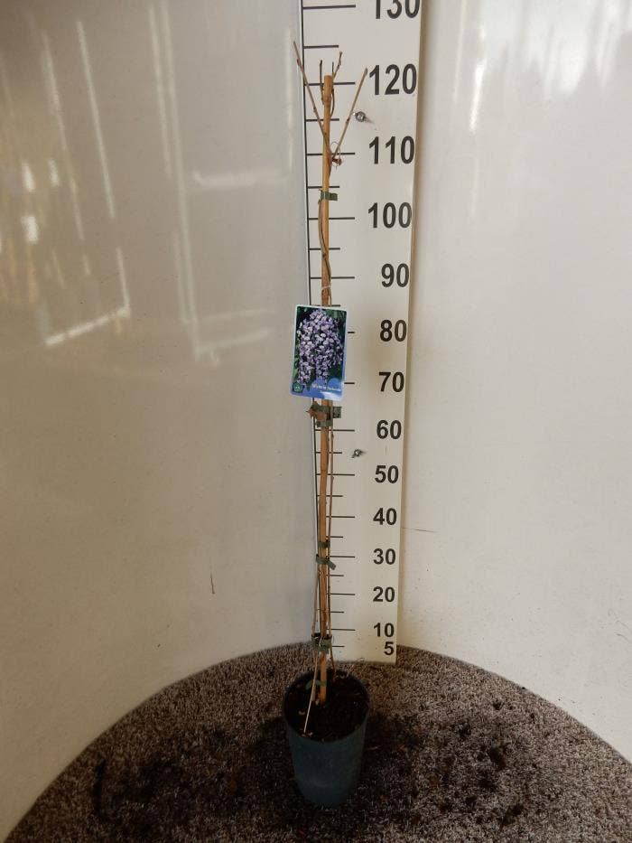 Wisteria flor. 'Domino'