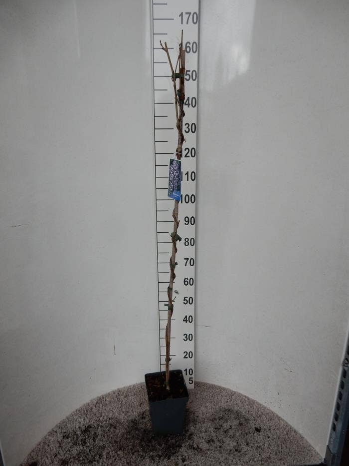 Wisteria flor. 'Domino'